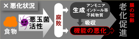 �V�����i