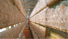 �n�E�X���͔|���i