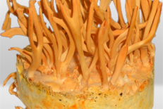 ���������Y�~���đ�